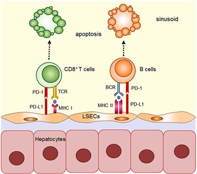 Strategies for Deliberate Induction of Immune Tolerance in Liver Transplantation: From Preclinical Models to Clinical Application